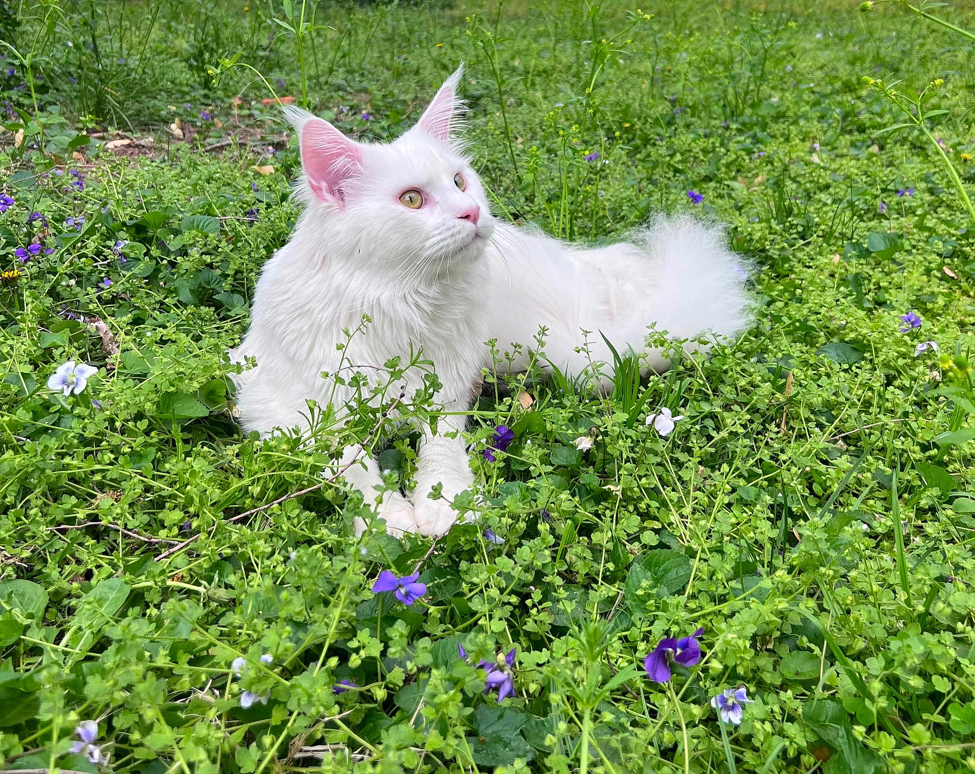 Bomani joined the competition — help win amazing prizes! cat, white_cat, fluffy, long_hair, outdoor, grass, flowers, purple_flowers, greenery, nature, animal, pet, relaxed, lying_down, whiskers, ears, tail, daylight, garden, curious
