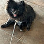 animal, black_dog, canine, companion, cute, dog, domestic_animal, floor, fluffy, friendly, fur, happy, indoor, leash, looking_up, pet, pomeranian, sitting, small_dog, tile