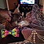 dog, bow_tie, blanket, indoor, living_room, furniture, television, brown_dog, patterned_blanket, pet, cozy, ears, side_view, relaxing, domestic_animal, close_up, cute, animal_accessory, home_interior, resting
