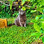 cat, gray_cat, garden, greenery, plants, leaves, grass, outdoor, nature, animal, pet, feline, sitting, curious, wildlife, flora, shrubbery, daylight, mammal, closeup