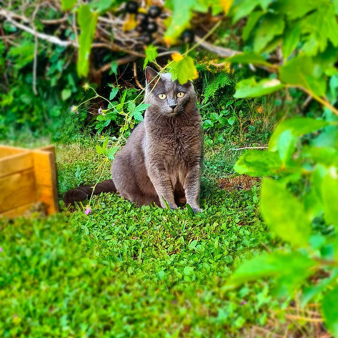 Mimi participe au concours pour gagner de l'argent avec cette photo : animal, cat, closeup, curious, daylight, feline, flora, garden, grass, gray_cat, greenery, leaves, mammal, nature, outdoor, pet, plants, shrubbery, sitting, wildlife
