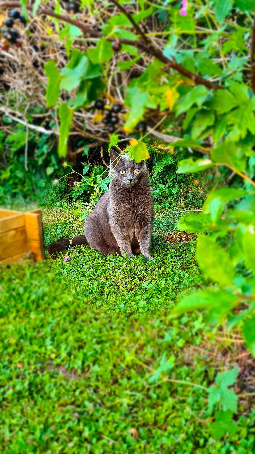 Mimi participe au concours pour gagner de l'argent avec cette photo : cat, gray_cat, garden, greenery, plants, leaves, grass, outdoor, nature, animal, pet, feline, sitting, curious, wildlife, flora, shrubbery, daylight, mammal, closeup