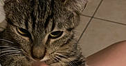 Mokka is registered to the contest to win money with this photo: cat, tabby_cat, pet, indoor, person, hand, paw, floor, tile_floor, shoes, domestic_animal, animal, feline, closeup, fur, whiskers, ear, cute, calm, holding