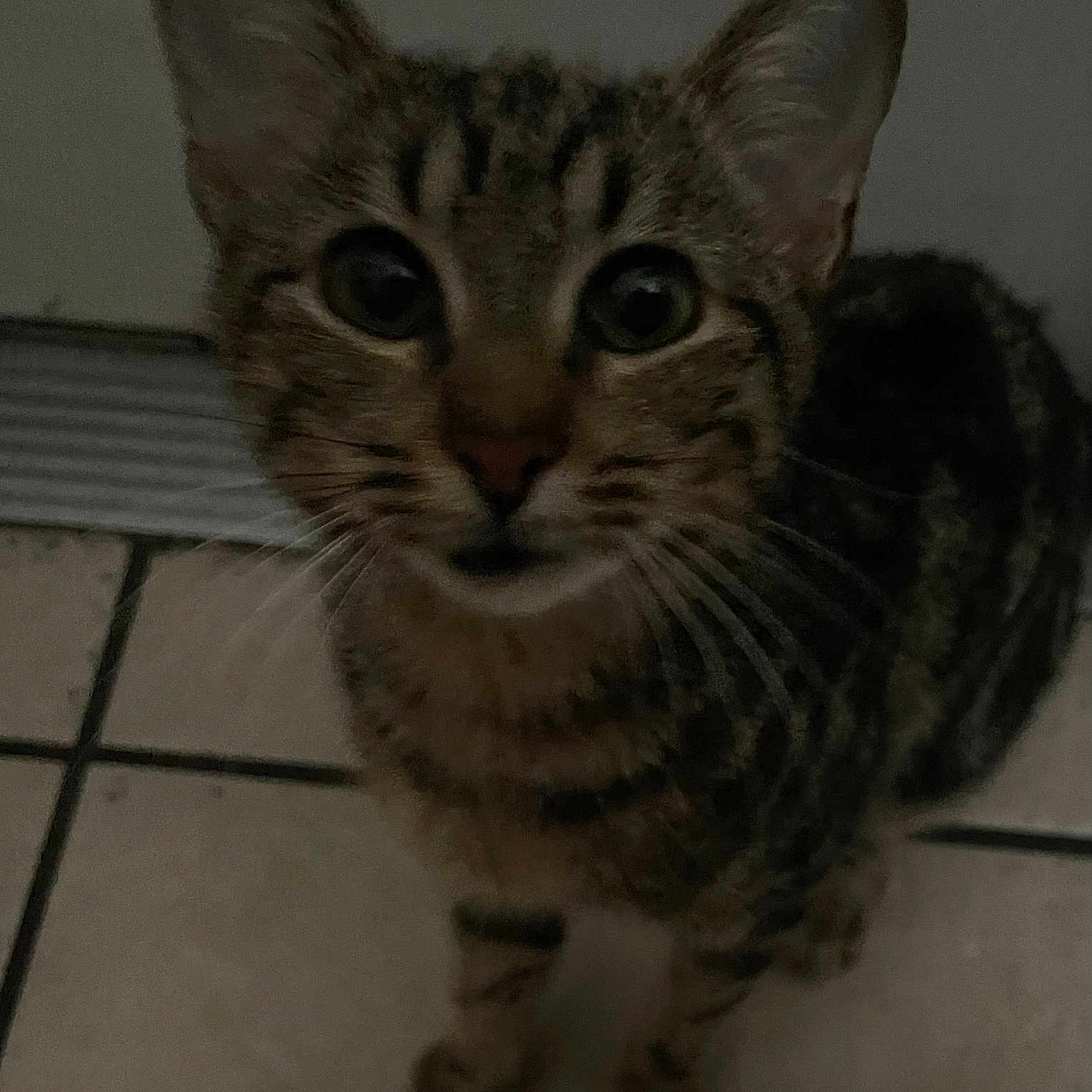 Mokka is registered to the contest to win money with this photo: cat, tabby, pet, animal, feline, curious, indoor, floor, tile, whiskers, ears, eyes, young, domestic, mammal, looking_up, closeup, cute, companion, fur