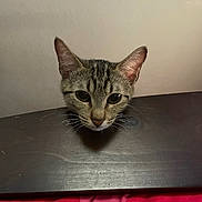 Mokka is registered to the contest to win money with this photo: cat, head, wood, hole, curious, animal, pet, tabby, fur, ears, whiskers, face, indoor, closeup, looking, table, surface, blanket, pink, background