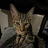 Mokka is registered to the contest to win money with this photo: cat, tabby, pet, animal, feline, closeup, indoor, blanket, texture, ears, whiskers, fur, sitting, dim_light, blurred, domestic, cute, looking, resting, young