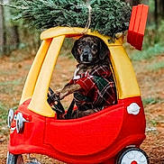 Nugget is registered to the contest to win money with this photo: adventure, animal, christmas_tree, cute, dog, forest, green, holiday, nature, outdoor, pet, pine_needles, plaid_shirt, playful, red, seasonal, toy_car, vehicle, winter, yellow