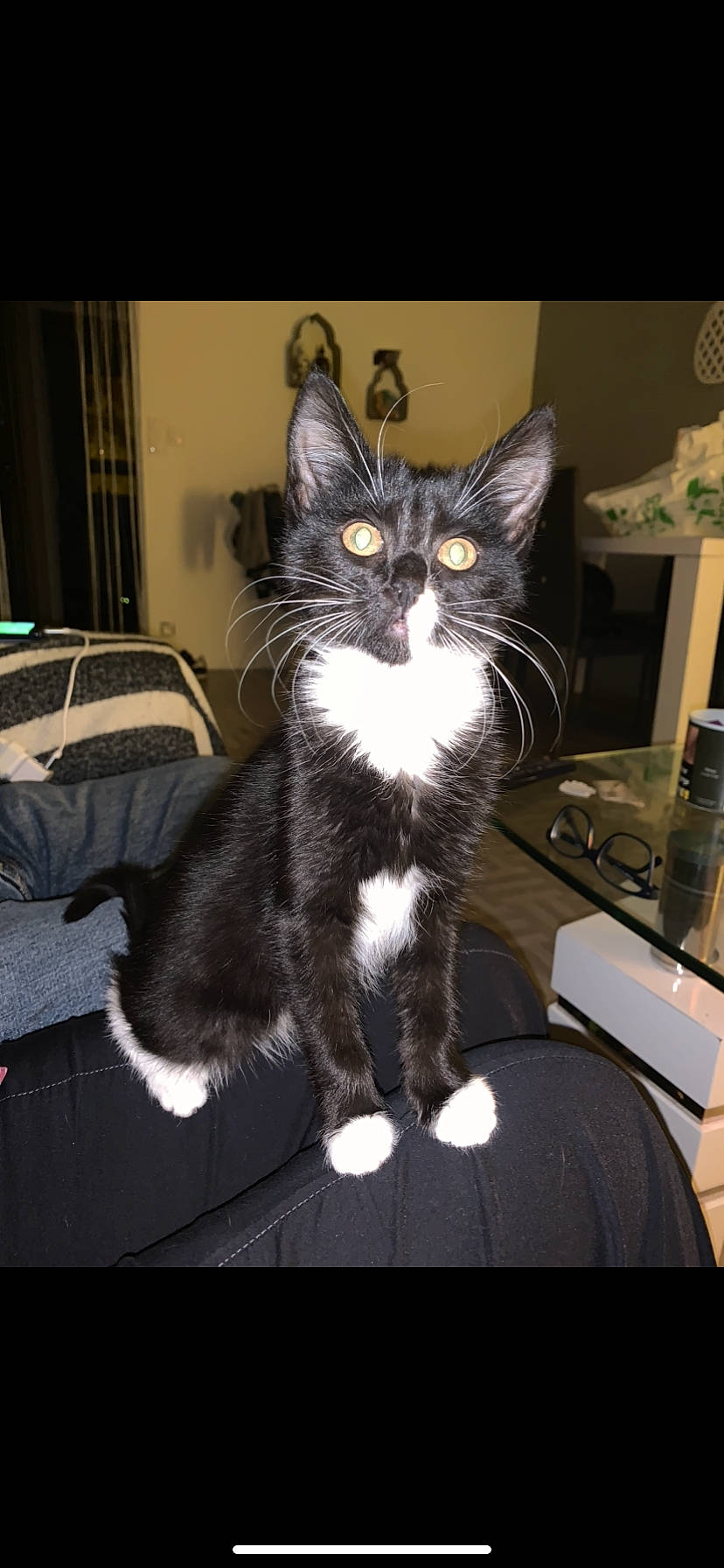 Izi a rejoint le concours — aidez-le/la à gagner de superbes lots ! american_wirehair, asian, black_and_white, black_cat, carnivore, cat, domestic_short_haired_cat, european_shorthair, felidae, kitten, mammal, norwegian_forest_cat, photo_caption, photography, polydactyl_cat, small_to_medium_sized_cats, snapshot, snout, vertebrate, whiskers