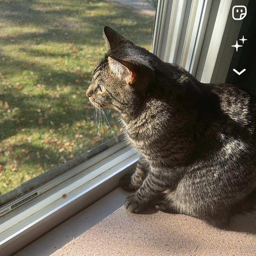 Pebble is registered to the contest to win money with this photo: animal, app_overlay, cat, daylight, grass, indoor, lawn, mobile_ui, pet, screen_texture, screenshot, shadows, side_profile, sitting, sunlight, tabby_cat, whiskers, window, window_screen, windowsill