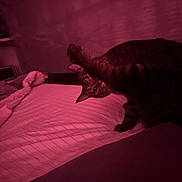 Pebble is registered to the contest to win money with this photo: cat, tabby_cat, pet, bed, blanket, pillow, indoor, night_shot, red_light, stretching, paw, whiskers, feline, playful, bedding, mattress, cozy, domestic_animal, portrait, upholstery