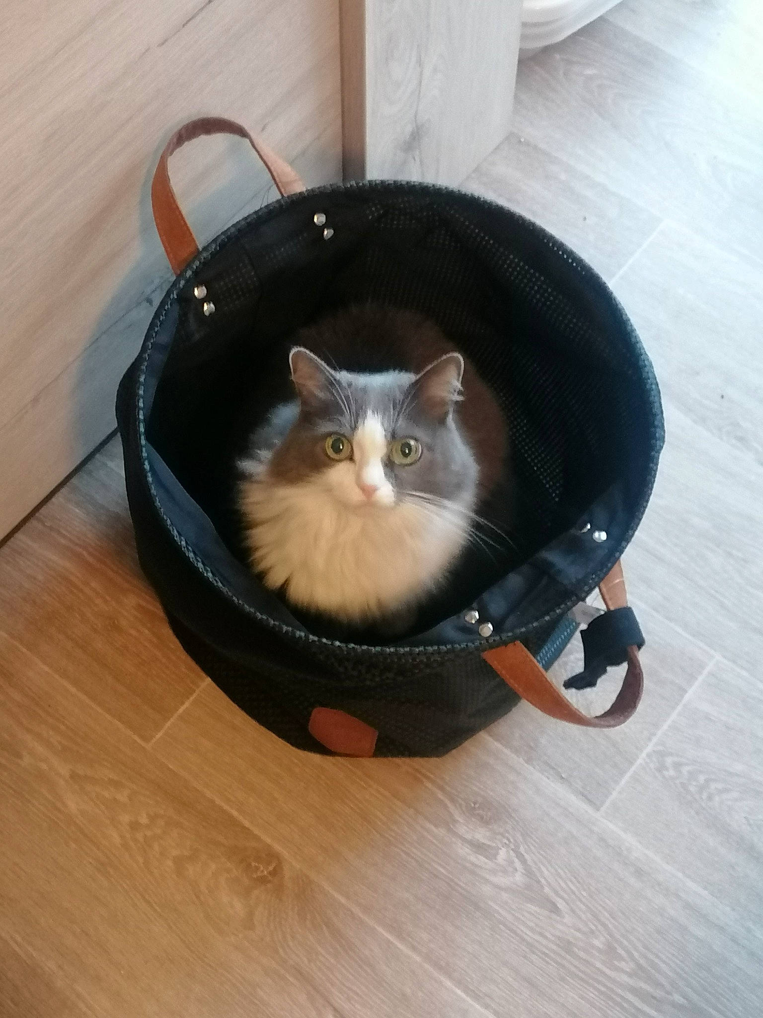 Maya a rejoint le concours — aidez-le/la à gagner de superbes lots ! bag, balinese, box, carnivore, cat, cat_bed, cat_supply, comfort, fashion_accessory, felidae, flooring, fur, hardwood, luggage_and_bags, pet_supply, small_to_medium_sized_cats, tail, whiskers, wood, wood_flooring