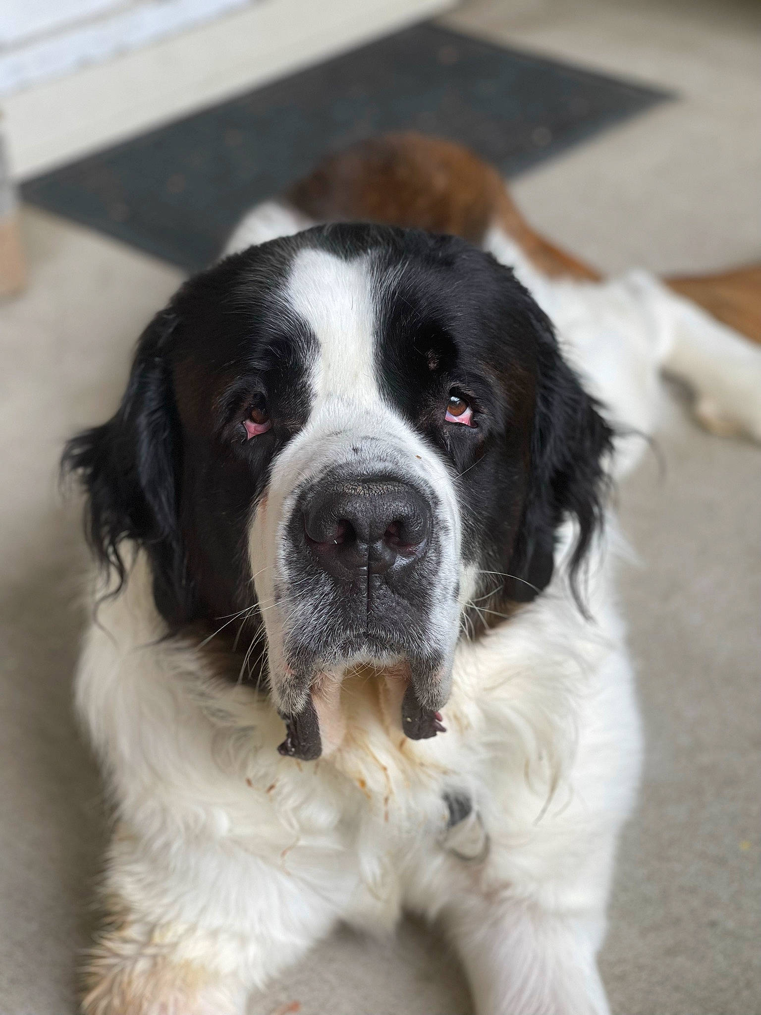 Gunner joined the competition — help win amazing prizes! carnivore, collar, companion_dog, dog, dog_breed, dog_collar, fur, gun_dog, sporting_group, st_bernard, whiskers, working_animal, working_dog