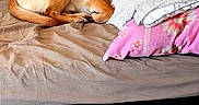 Umi a rejoint le concours — aidez-le/la à gagner de superbes lots ! animal, bed, blanket, brown_dog, canine, comfort, cozy, dog, domestic, furniture, home, indoor, nap, pet, pillow, relaxing, resting, sleeping, window, wooden_floor