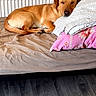 animal, bed, blanket, brown_dog, canine, comfort, cozy, dog, domestic, furniture, home, indoor, nap, pet, pillow, relaxing, resting, sleeping, window, wooden_floor