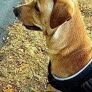 Umi a rejoint le concours — aidez-le/la à gagner de superbes lots ! animal, autumn, brown, canine, closeup, daylight, dog, dry_grass, golden_brown, grass, harness, leash, leisure, nature, outdoor, park, pavement, pet, side_view, walking