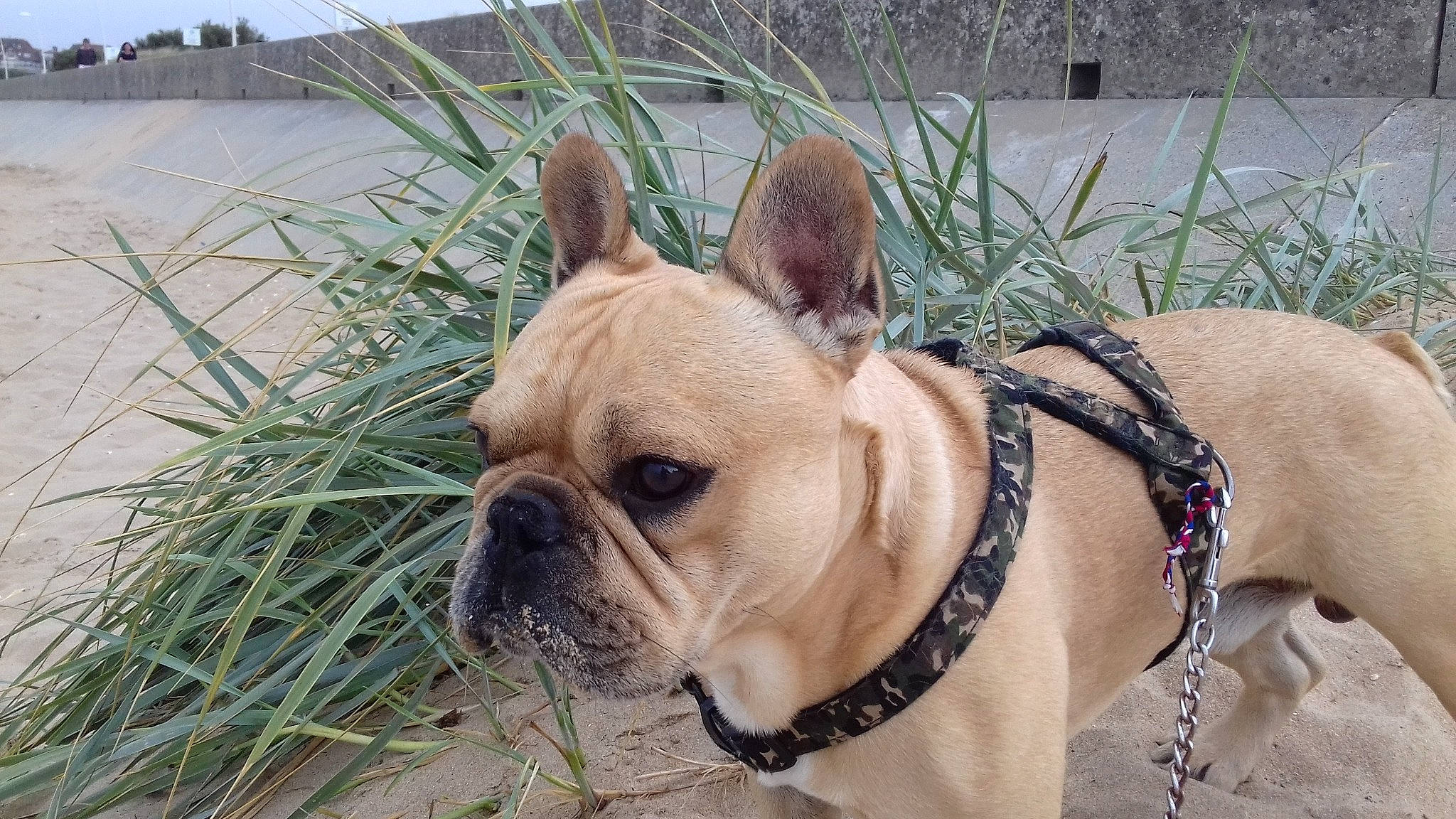 Jules participe au concours pour gagner de l'argent avec cette photo : ancient_dog_breeds, bulldog, canidae, carnivore, companion_dog, dog, dog_breed, dog_collar, fawn, french_bulldog, mammal, molosser, non_sporting_group, rare_breed_dog, snout, toy_bulldog, vertebrate