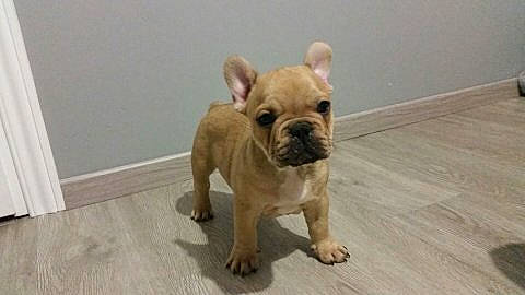 Jules participe au concours pour gagner de l'argent avec cette photo : ancient_dog_breeds, bulldog, canidae, carnivore, companion_dog, dog, dog_breed, fawn, french_bulldog, mammal, non_sporting_group, puppy, rare_breed_dog, snout, toy_bulldog, toy_dog, vertebrate