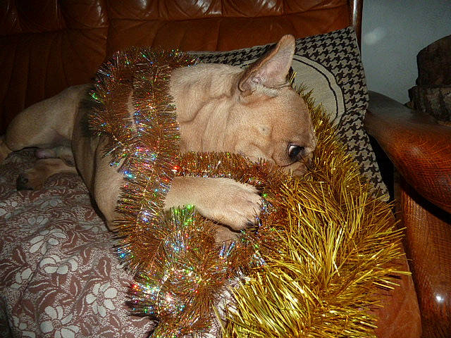 Jules a rejoint le concours — aidez-le/la à gagner de superbes lots ! canidae, carnivore, dog, dog_breed, fawn, non_sporting_group, snout, sporting_group