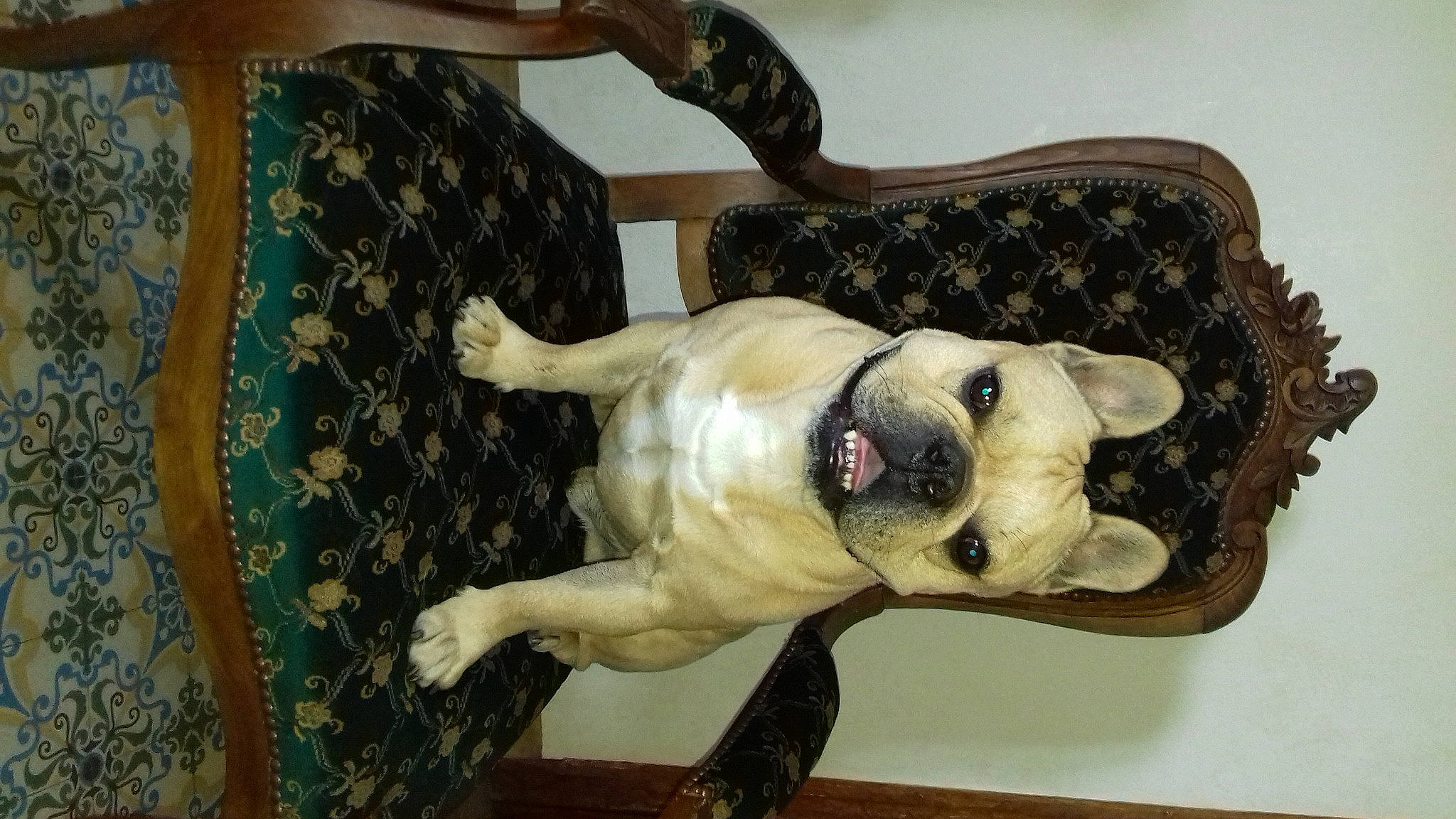 Jules participe au concours pour gagner de l'argent avec cette photo : american_bulldog, canidae, carnivore, companion_dog, dog, dog_breed, fawn, french_bulldog, non_sporting_group, snout, sporting_group, tail