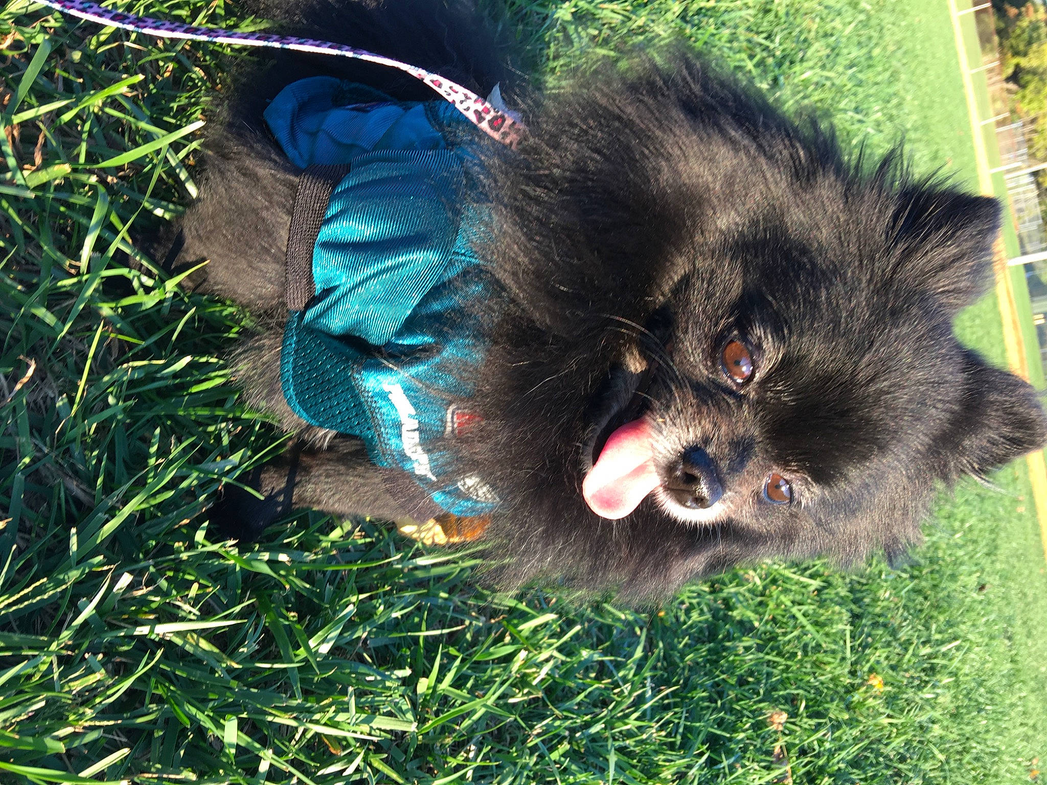 Kiki is registered to the contest to win money with this photo: canidae, carnivore, companion_dog, dog_breed, electric_blue, felidae, fur, german_spitz, german_spitz_klein, grass, liver, non_sporting_group, organism, paw, puppy, small_to_medium_sized_cats, sporting_group, tail, terrestrial_animal, whiskers