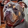 dog, canine, portrait, indoor, sitting, red_collar, brindle_coat, muscular, short_hair, floppy_ears, brown_eyes, black_and_tan, white_chest, pet, living_room, furniture, fan, household, close_up, serious_expression