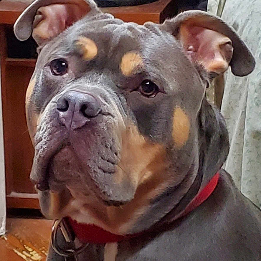 Tyson joined the competition — help win amazing prizes! dog, canine, portrait, indoor, sitting, red_collar, brindle_coat, muscular, short_hair, floppy_ears, brown_eyes, black_and_tan, white_chest, pet, living_room, furniture, fan, household, close_up, serious_expression