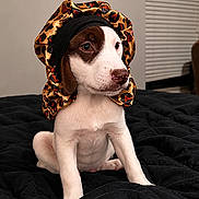 Doc is registered to the contest to win money with this photo: puppy, dog, animal, pet, leopard_print, bonnet, black_blanket, indoor, cute, young, sitting, fur, white, brown, portrait, domestic_animal, bedroom, window_blind, face, ears
