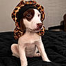 puppy, dog, animal, pet, leopard_print, bonnet, black_blanket, indoor, cute, young, sitting, fur, white, brown, portrait, domestic_animal, bedroom, window_blind, face, ears