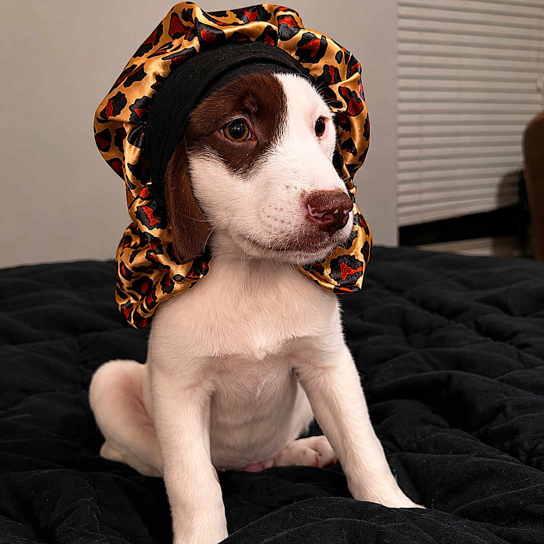 Doc is registered to the contest to win money with this photo: puppy, dog, animal, pet, leopard_print, bonnet, black_blanket, indoor, cute, young, sitting, fur, white, brown, portrait, domestic_animal, bedroom, window_blind, face, ears