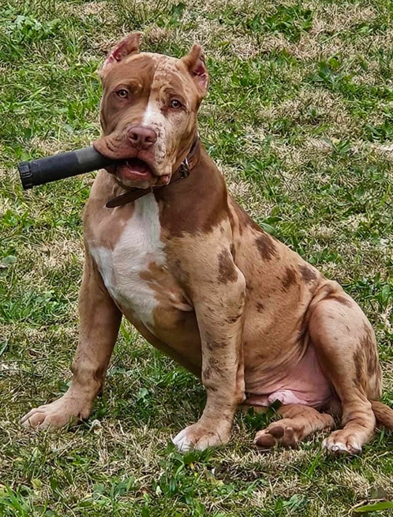 Biggy