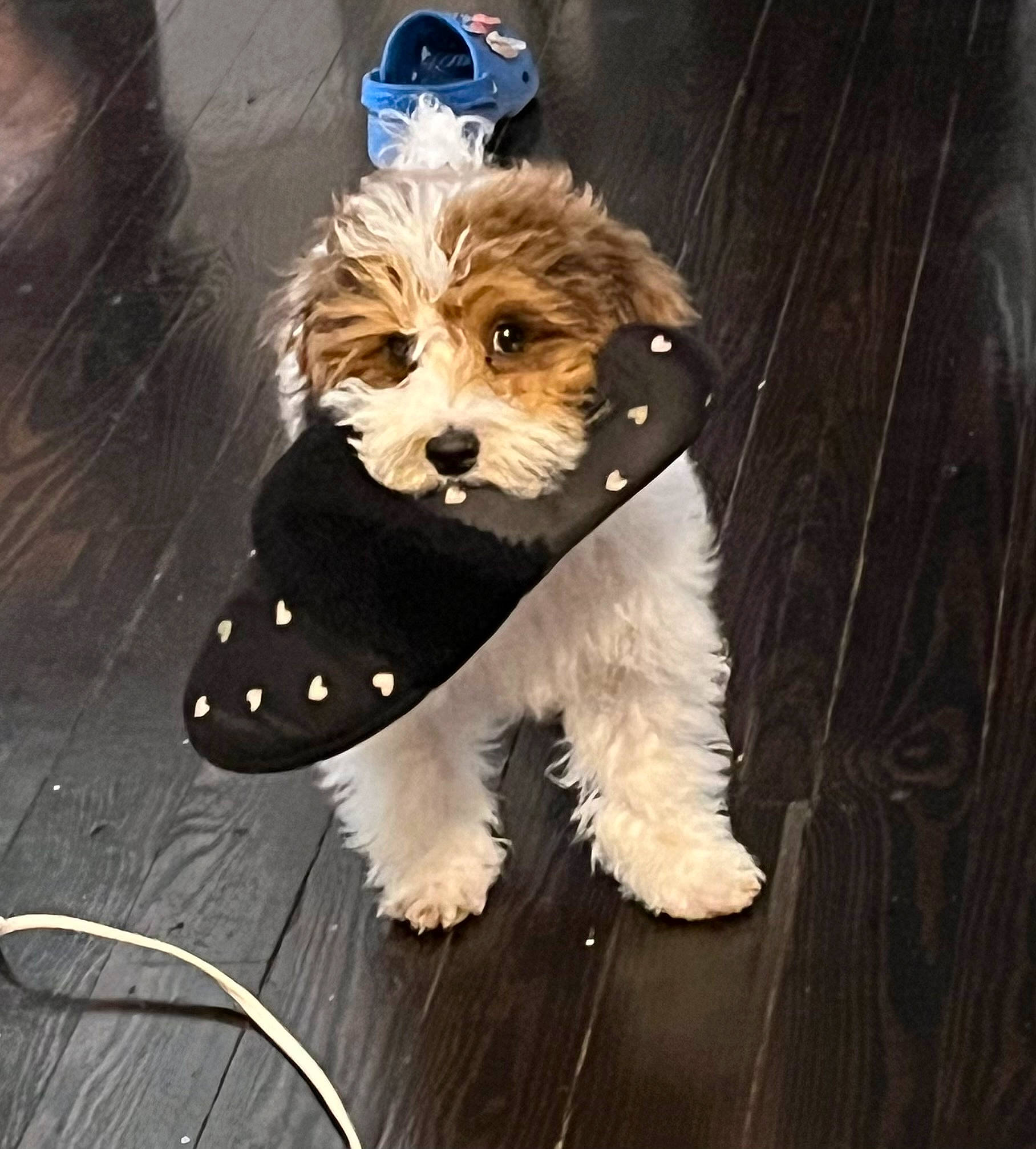 Cappuccino joined the competition — help win amazing prizes! biewer_terrier, canidae, carnivore, companion_dog, dog, dog_breed, dog_clothes, dog_collar, dog_supply, fashion_accessory, fur, maltepoo, pet_supply, small_terrier, snout, sporting_group, terrier, toy_dog, wood, working_animal