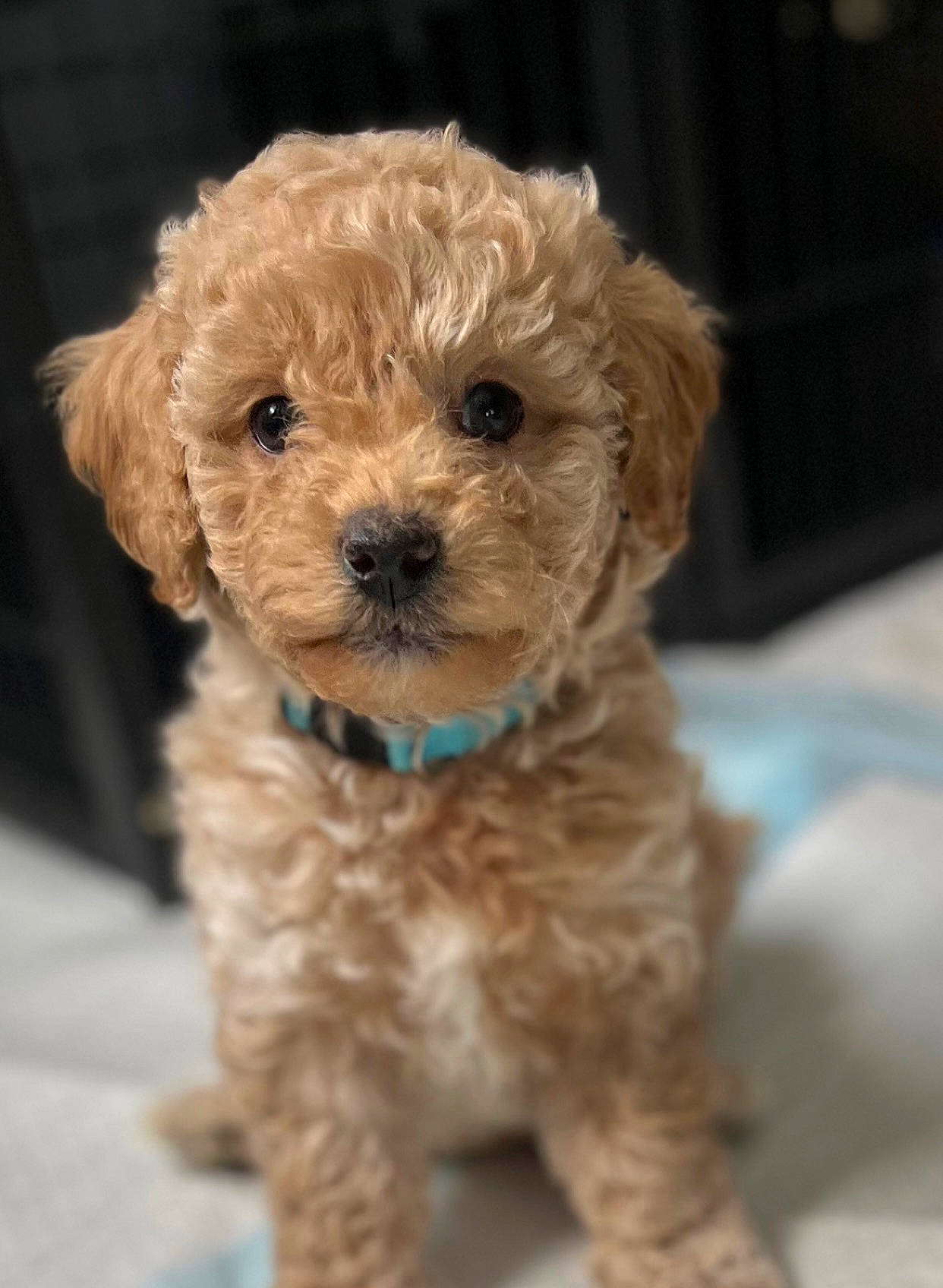 Cinnaman is registered to the contest to win money with this photo: canidae, carnivore, companion_dog, dog, dog_breed, dog_collar, fawn, fur, labradoodle, maltepoo, poodle, puppy_love, shih_poo, snout, sporting_group, terrier, toy_dog, water_dog, working_animal, yorkipoo