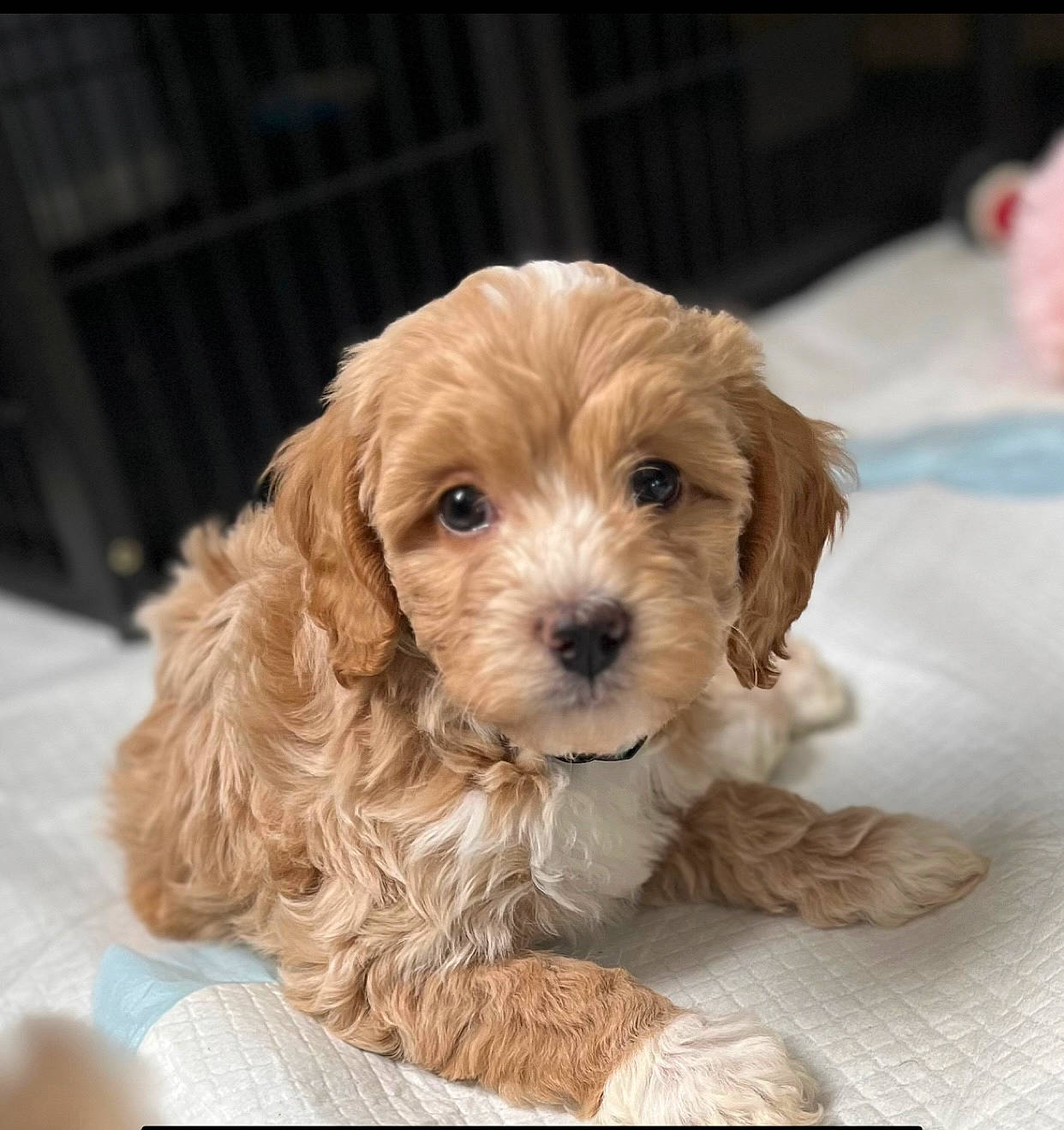 Muffins joined the competition — help win amazing prizes! canidae, carnivore, companion_dog, dog, dog_breed, dog_supply, fur, liver, maltepoo, pet_supply, puppy, snout, sporting_group, toy_dog, working_animal, yorkipoo