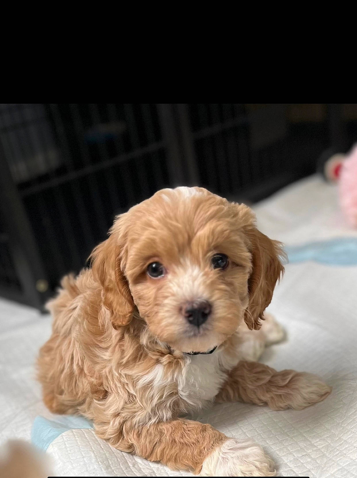 Muffins is registered to the contest to win money with this photo: canidae, carnivore, companion_dog, dog, dog_breed, dog_supply, fawn, fur, labradoodle, liver, maltepoo, non_sporting_group, pet_supply, puppy, puppy_love, recipe, snout, sporting_group, toy_dog, working_animal