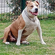 Guess a rejoint le concours — aidez-le/la à gagner de superbes lots ! animal, brown_and_white, canine, chain_collar, dog, domestic_animal, ears, fence, friendly, grass, happy, lush, mammal, nature, outdoor, pet, portrait, sitting, tongue_out, yard