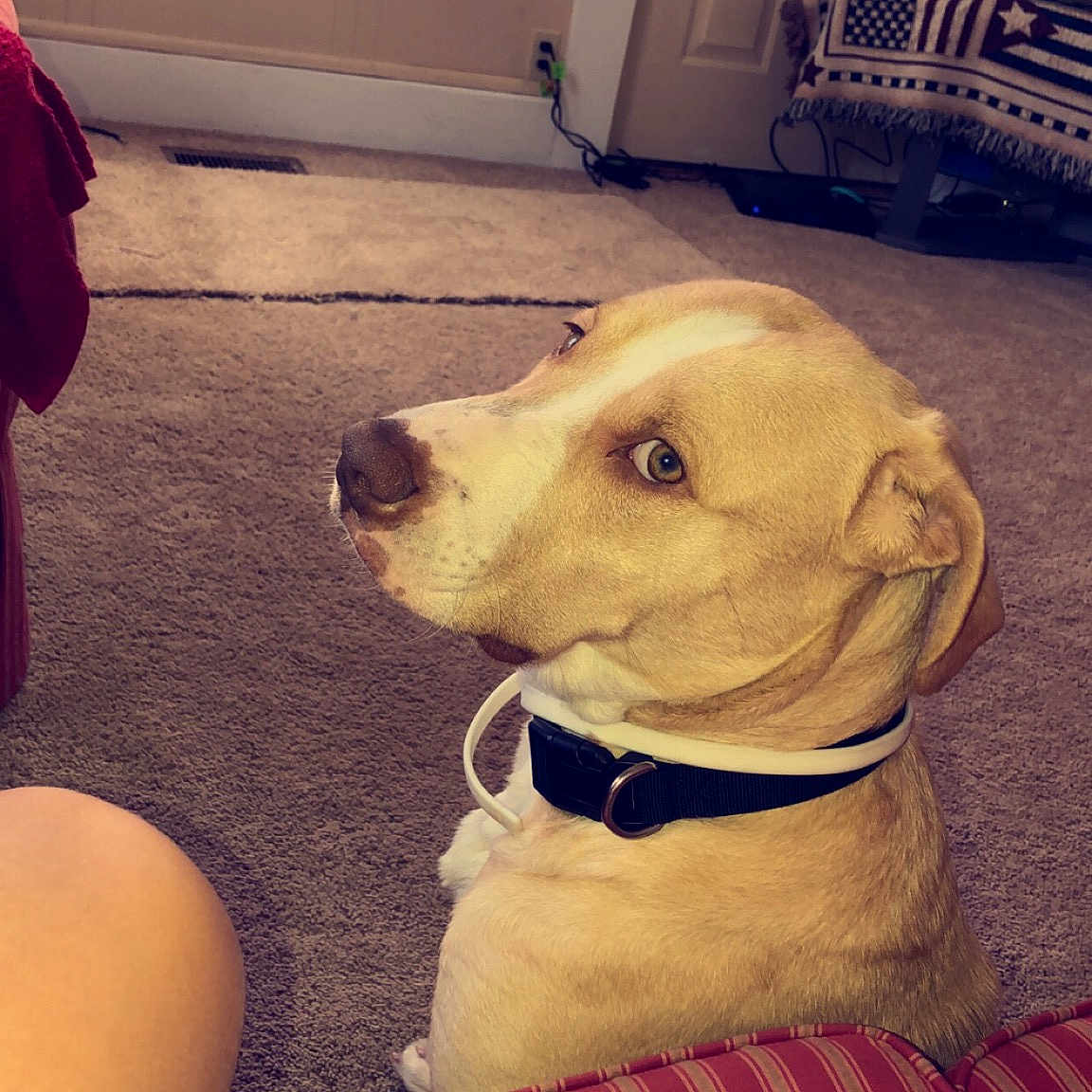 Dex is registered to the contest to win money with this photo: blond, dog, dog_like_mammal, ear, eye, floor, flooring, girl, labrador_retriever, mammal, nose, organ, puppy, puppy_love, sitting, skin, snapshot, snout, vertebrate, yellow