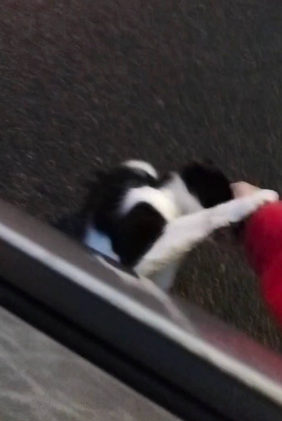 Noxy a rejoint le concours — aidez-le/la à gagner de superbes lots ! auto_part, automotive_exterior, automotive_tire, bumper, carmine, carnivore, cat, felidae, rim, small_to_medium_sized_cats, tail, terrestrial_animal, vehicle_door, window, wood