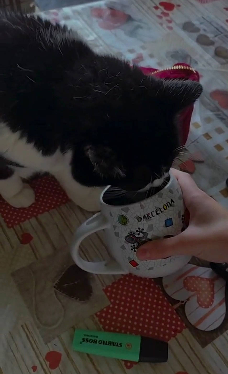 Noxy participe au concours pour gagner de l'argent avec cette photo : black_cat, carmine, carnivore, cat, cat_supply, claw, comfort_food, domestic_short_haired_cat, felidae, flooring, foot, fur, human_leg, paw, plush, small_to_medium_sized_cats, stuffed_toy, tail, toy, whiskers