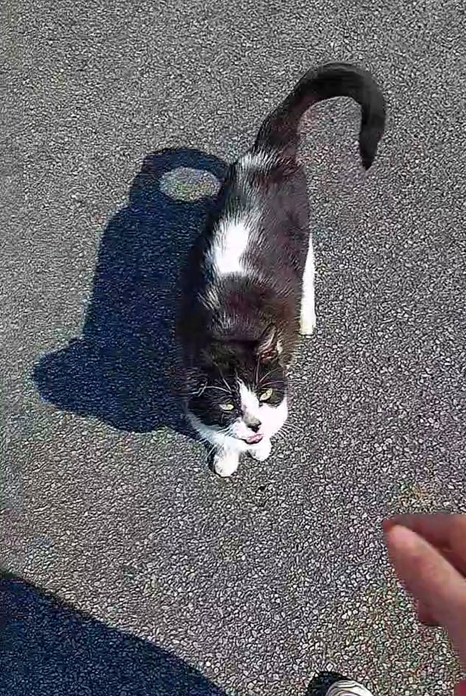 Noxy a rejoint le concours — aidez-le/la à gagner de superbes lots ! art, asphalt, carnivore, cat, claw, domestic_short_haired_cat, eye, felidae, fur, gesture, grass, paw, road_surface, sand, shadow, small_to_medium_sized_cats, snout, tail, terrestrial_animal, whiskers