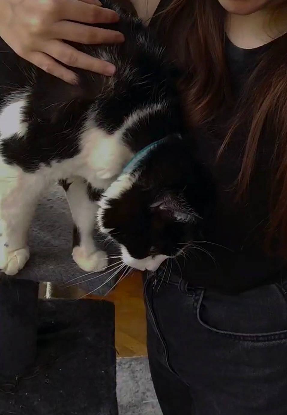 Noxy a rejoint le concours — aidez-le/la à gagner de superbes lots ! carnivore, cat, claw, comfort, companion_dog, domestic_short_haired_cat, felidae, foot, formal_wear, fur, gesture, human_leg, lap, nail, paw, sleeve, small_to_medium_sized_cats, tail, thigh, whiskers