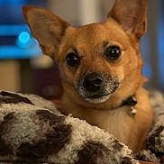 Harley Quinn joined the competition — help win amazing prizes! dog, pet, blanket, furry, close_up, indoor, cozy, brown, small_dog, ears, face, curious, fur, animal, companion, cute, domestic_animal, portrait, warm, soft