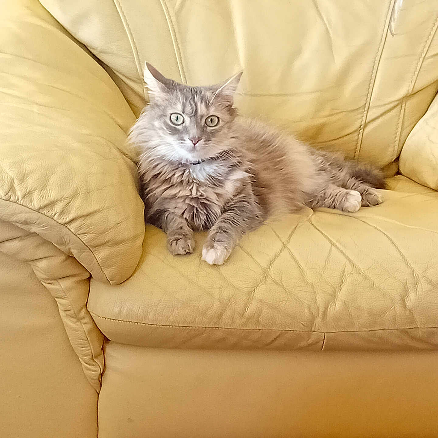 Yuna a rejoint le concours — aidez-le/la à gagner de superbes lots ! abyssinian, angora, animal, architecture, armchair, building, cat, chair, couch, cushion, furniture, hardwood, homedecor, indoors, kitten, livingroom, manx, pet, room, wood