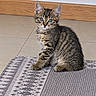 kitten, cat, tabby, feline, sitting, indoors, rug, floor, tile, wood_trim, large_ears, blue_eyes, whiskers, fur, striped_fur, pet, animal, portrait, living_room, cute