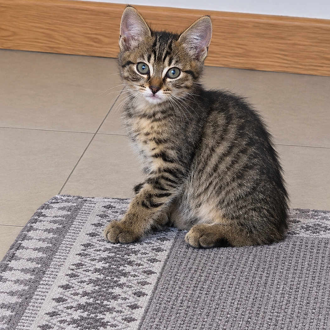 Simba