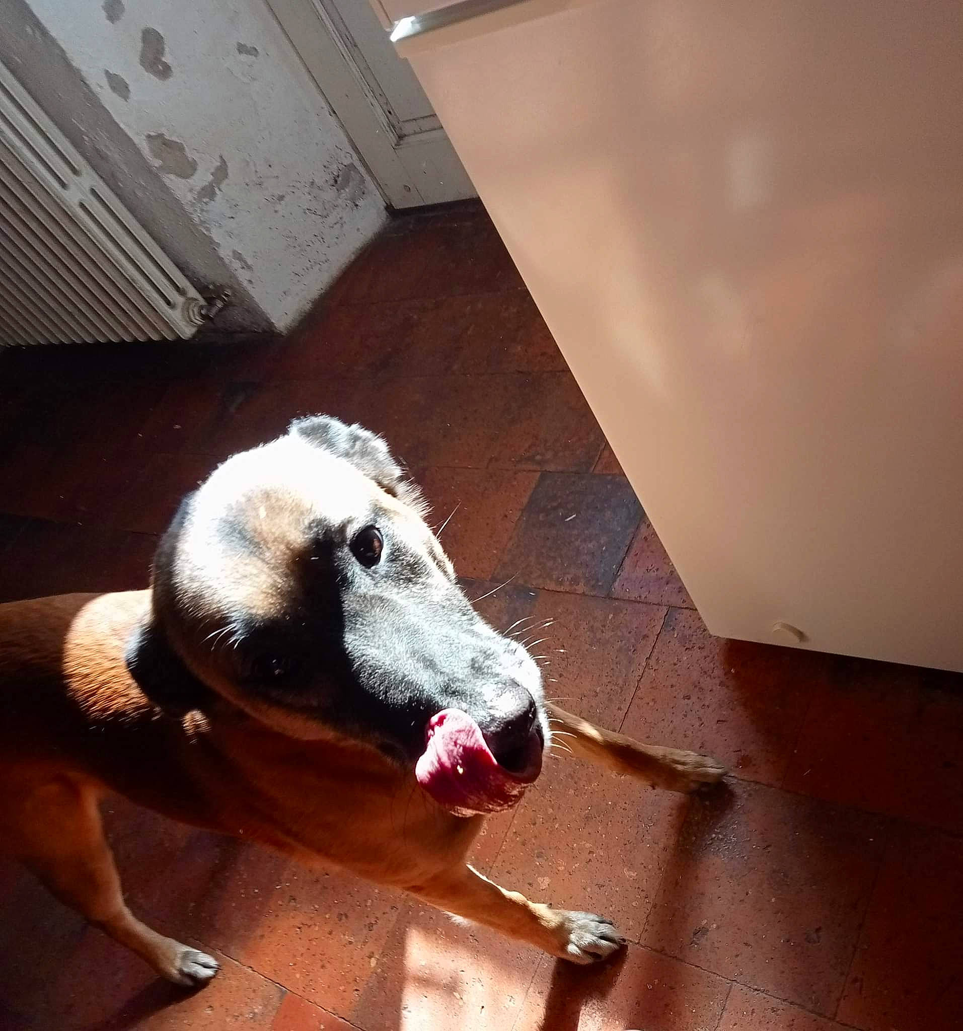 Lasko a rejoint le concours — aidez-le/la à gagner de superbes lots ! carnivore, ceiling, companion_dog, dog, dog_breed, flooring, foot, fur, hardwood, human_leg, livestock, metal, paw, room, snout, tail, terrestrial_animal, whiskers, wood, working_animal