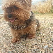 Seïta a rejoint le concours — aidez-le/la à gagner de superbes lots ! dog, puppy, fluffy, tongue_out, sitting, rocky_ground, beach, sea, ocean, grass, outdoor, nature, fur, pet, animal, happy, small_dog, canine, landscape, daytime