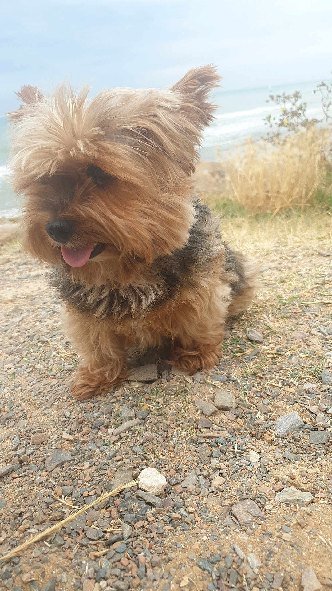 Seïta a rejoint le concours — aidez-le/la à gagner de superbes lots ! dog, puppy, fluffy, tongue_out, sitting, rocky_ground, beach, sea, ocean, grass, outdoor, nature, fur, pet, animal, happy, small_dog, canine, landscape, daytime
