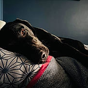 Azur a rejoint le concours — aidez-le/la à gagner de superbes lots ! dog, black_dog, pet, animal, lying_down, sleeping, relaxed, bed, blanket, pillow, bedroom, indoors, portrait, close_up, shiny_fur, brown_eye, snout, nose, cozy, dramatic_lighting