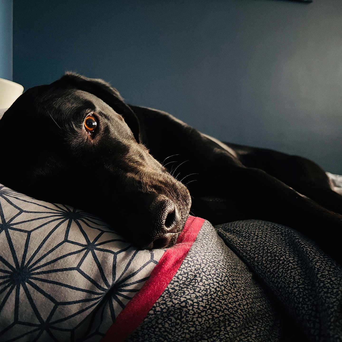 Azur a rejoint le concours — aidez-le/la à gagner de superbes lots ! dog, black_dog, pet, animal, lying_down, sleeping, relaxed, bed, blanket, pillow, bedroom, indoors, portrait, close_up, shiny_fur, brown_eye, snout, nose, cozy, dramatic_lighting
