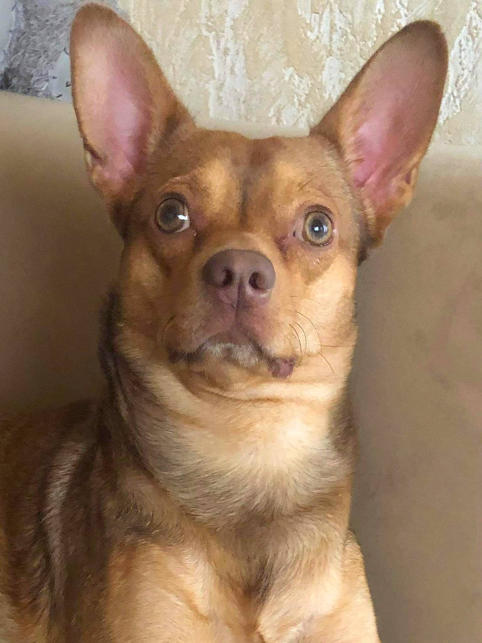 Arthur a rejoint le concours — aidez-le/la à gagner de superbes lots ! canidae, carnivore, close_up, companion_dog, corgi_chihuahua, dog, dog_breed, ear, fawn, fur, head, liver, non_sporting_group, snout, sporting_group, terrestrial_animal, toy_dog, whiskers, working_animal